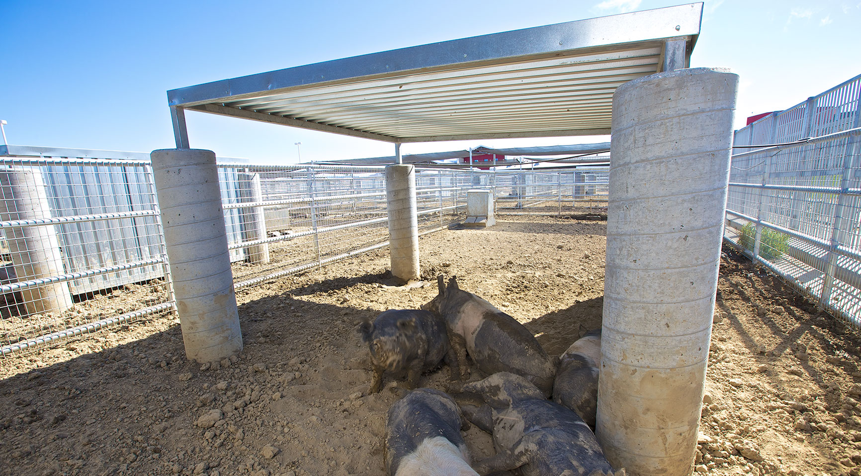 Barn Pig Pen Shade