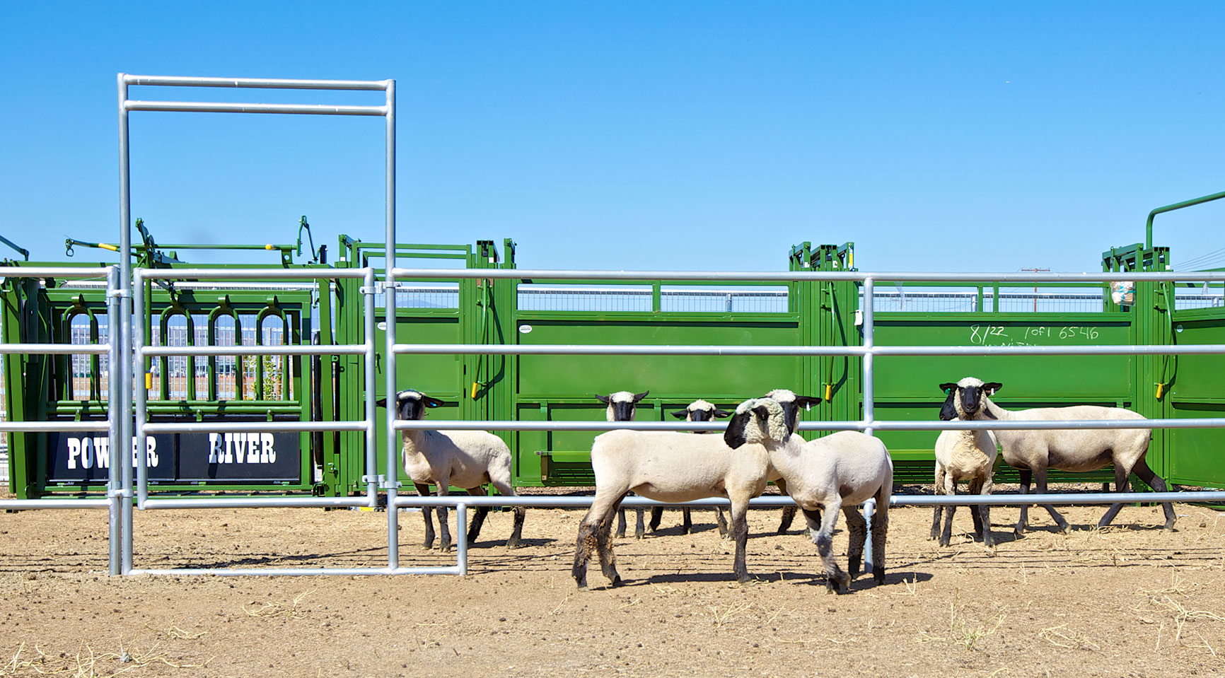 Farm Weight Scale Sheep